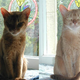 Image for article titled Giz Explains: When (Not) To Use Your Camera's Flash